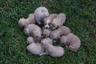 all pups